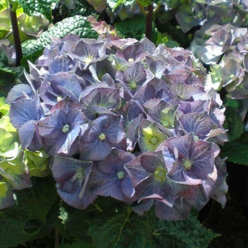 Hydrangea macrophylla Black Steel Zsasa (H) Large Specimen Plant