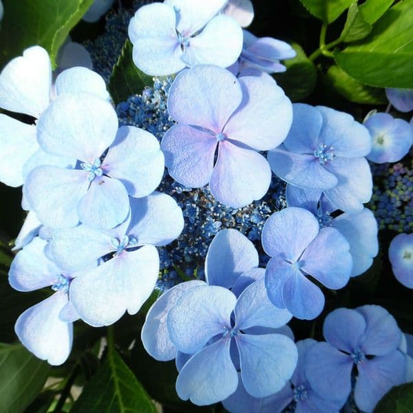 Hydrangea macrophylla Blauling (Teller Series) (L) AGM - Blue