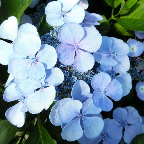 Hydrangea macrophylla Blauling (Teller Series) (L) AGM - Blue Large Specimen Plant