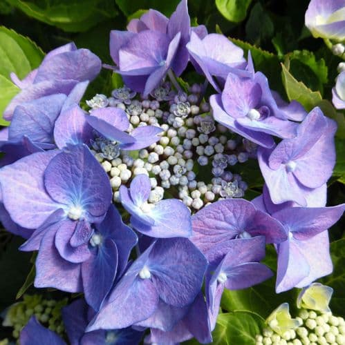 Hydrangea macrophylla Blaumeise (Teller Series) (L) AGM - Blue