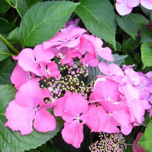 Hydrangea macrophylla Blaumeise (Teller Series) (L) AGM - Pink