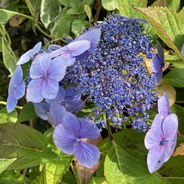 Hydrangea macrophylla Blue Wave (L)