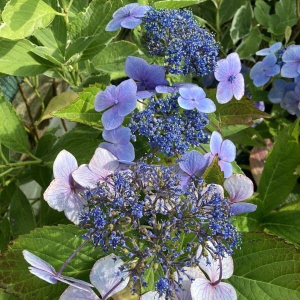 Hydrangea macrophylla Blue Wave (L)
