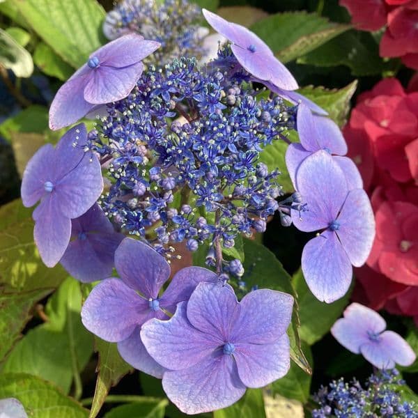 Hydrangea macrophylla Blue Wave (L)
