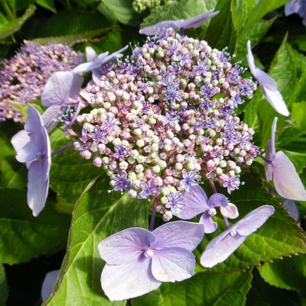 Hydrangea macrophylla Blue Wave (L)