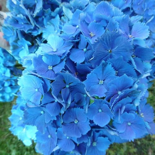 Hydrangea macrophylla Bluebells
