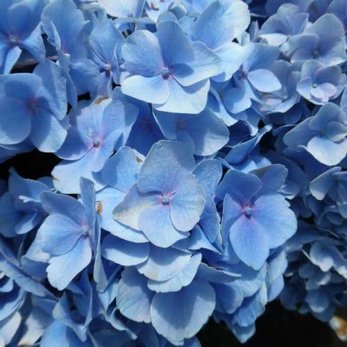 Hydrangea macrophylla Bodensee