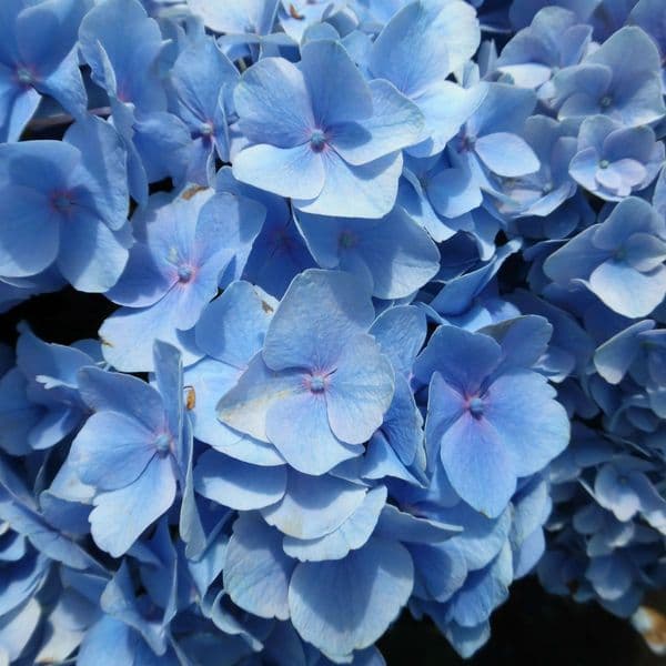 Hydrangea macrophylla Bodensee