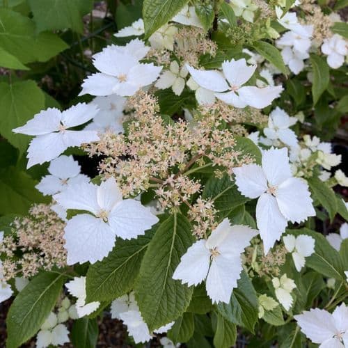 Hydrangea macrophylla Bridal Bouquet (H)
