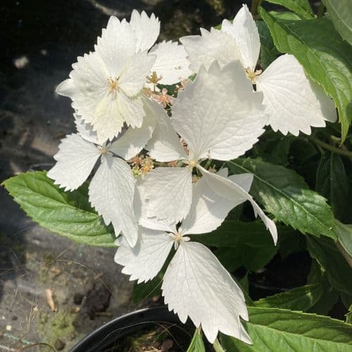 Hydrangea macrophylla Bridal Bouquet (H)