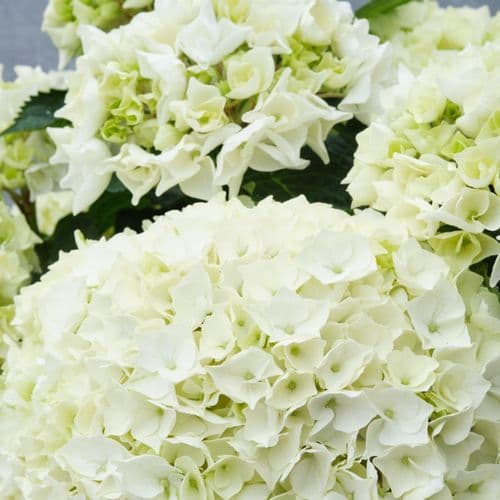 Hydrangea macrophylla Bride