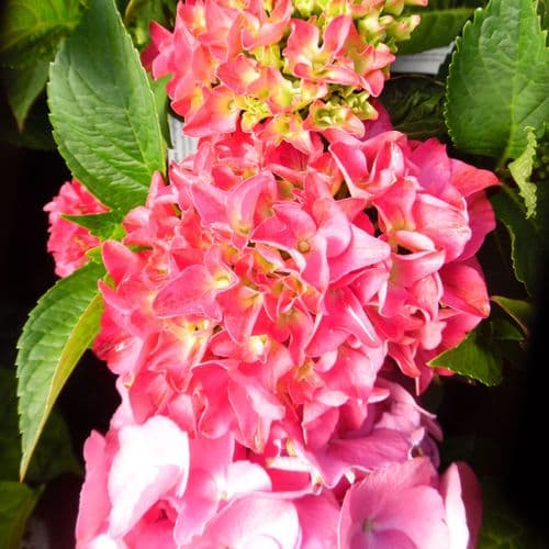 Hydrangea macrophylla Brugg (H) AGM
