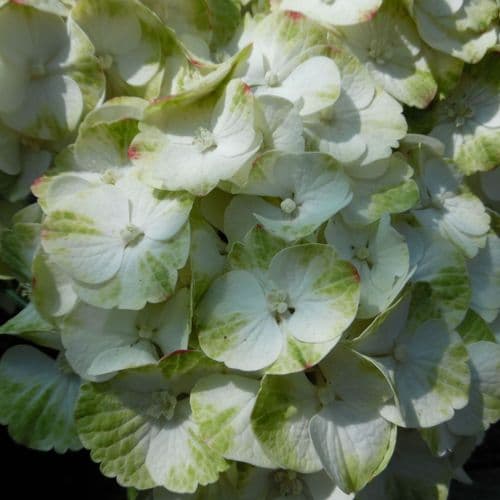 Hydrangea macrophylla Caipirinha