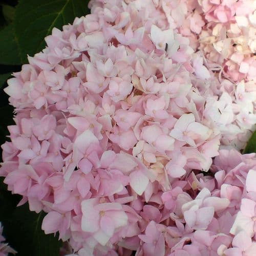 Hydrangea macrophylla Cameroun (H) Pink