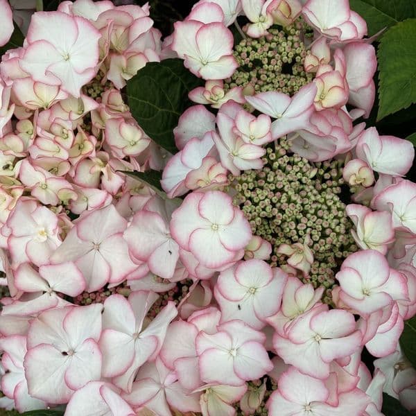 Hydrangea macrophylla Charm