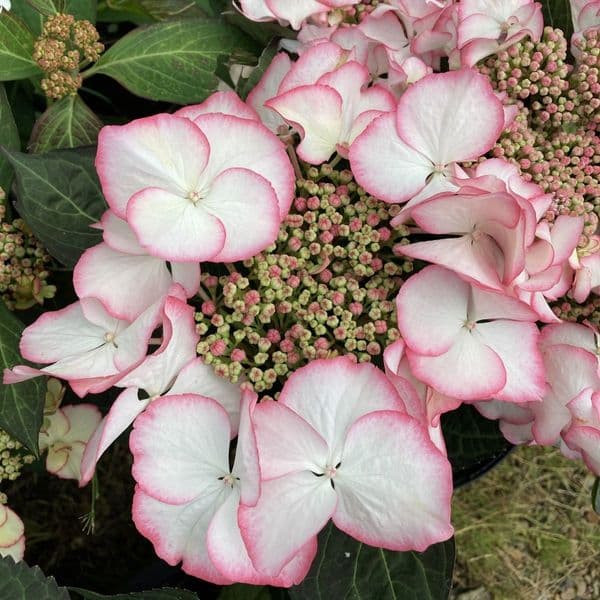 Hydrangea macrophylla Charm