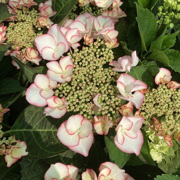 Hydrangea macrophylla Charm
