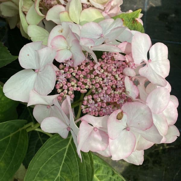 Hydrangea macrophylla Charm