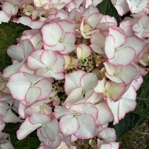 Hydrangea macrophylla Charm
