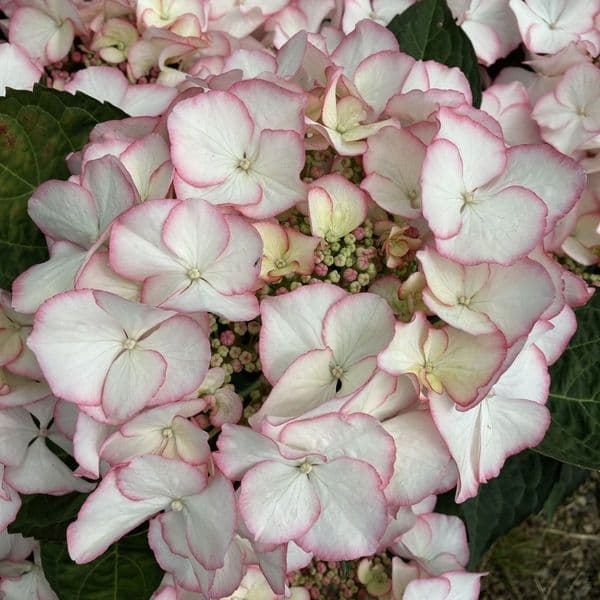 Hydrangea macrophylla Charm