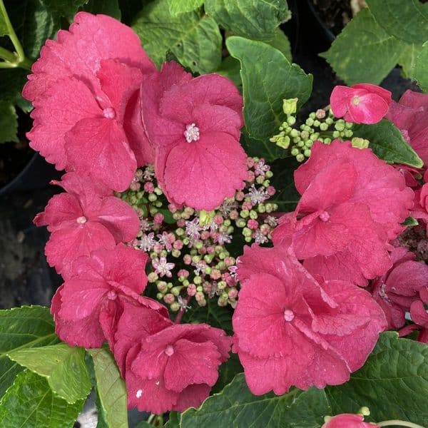 Hydrangea macrophylla Cherry Explosion 'McKay' PP28757