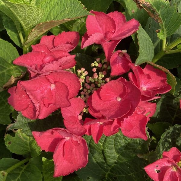 Hydrangea macrophylla Cherry Explosion 'McKay' PP28757