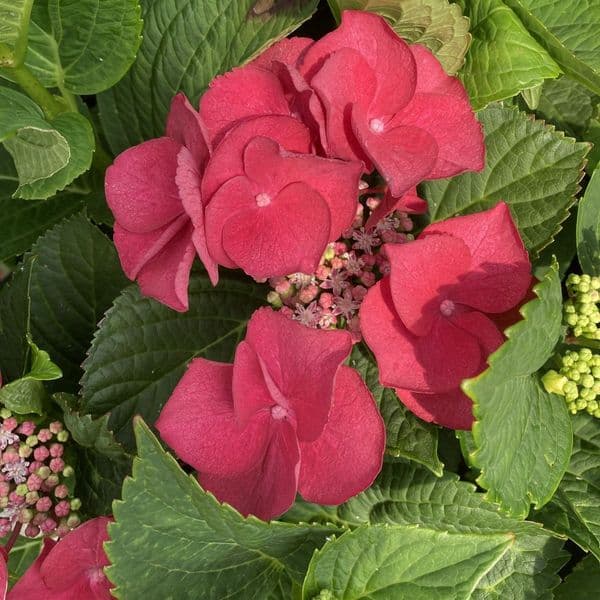 Hydrangea macrophylla Cherry Explosion 'McKay' PP28757