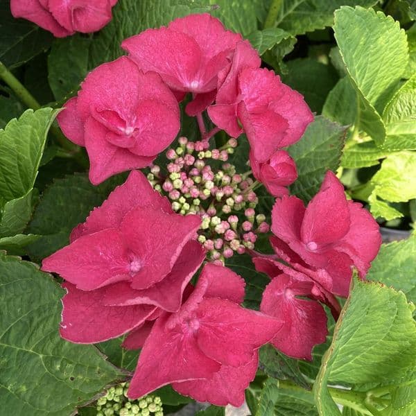 Hydrangea macrophylla Cherry Explosion 'McKay' PP28757