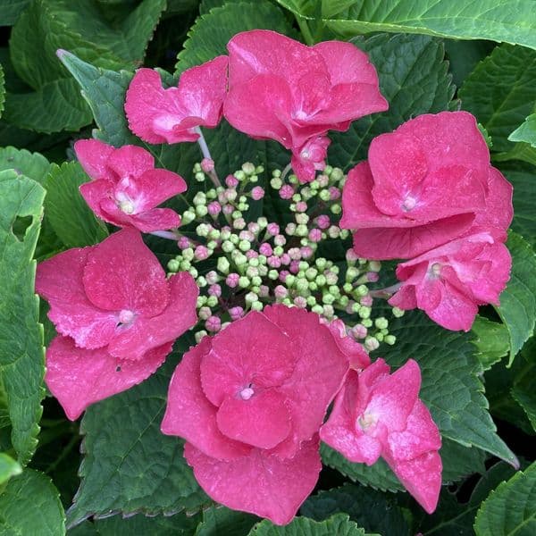 Hydrangea macrophylla Cherry Explosion 'McKay' PP28757