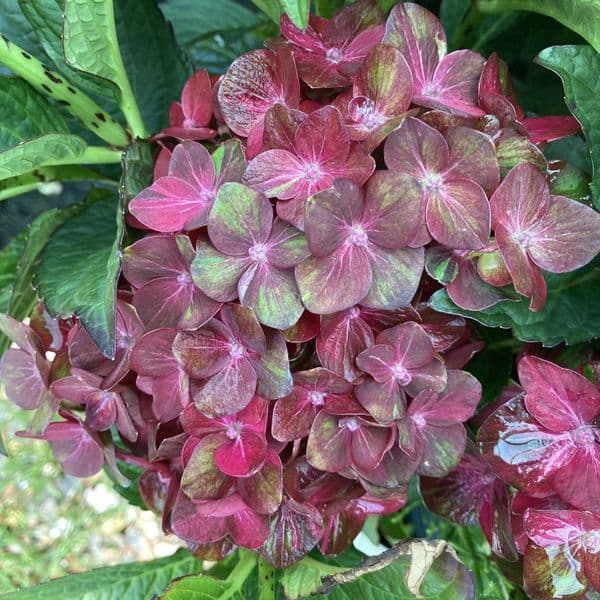 Hydrangea macrophylla CHOCOLATE EVER BELLES 'Hokomachoko' (PBR) (H)
