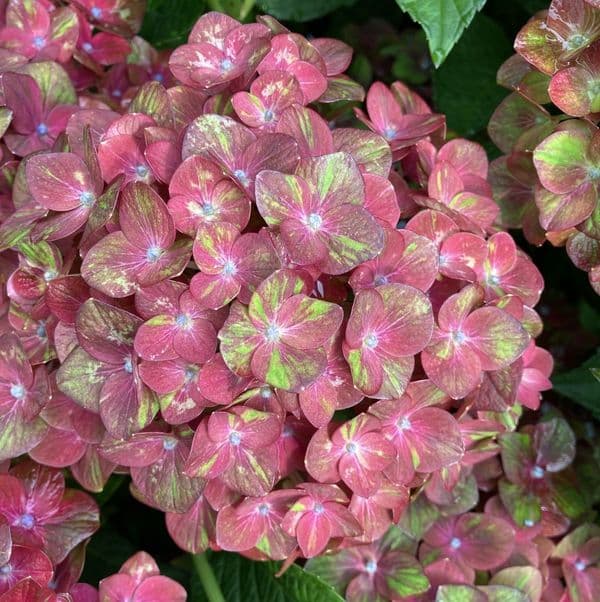 Hydrangea macrophylla CHOCOLATE EVER BELLES 'Hokomachoko' (PBR) (H)