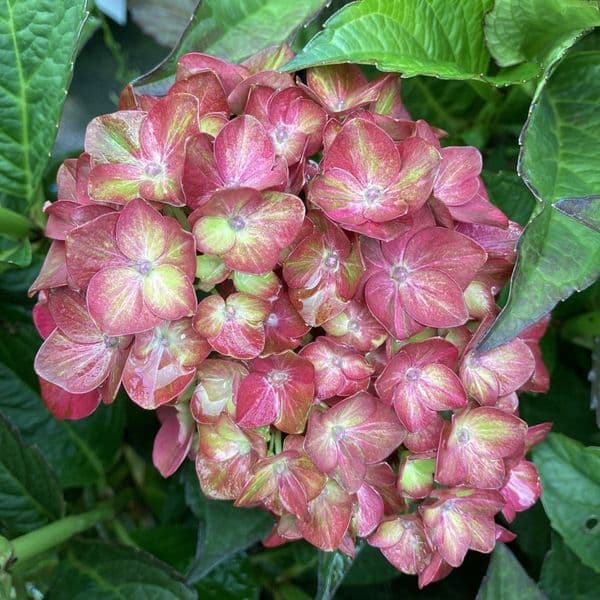 Hydrangea macrophylla CHOCOLATE EVER BELLES 'Hokomachoko' (PBR) (H)