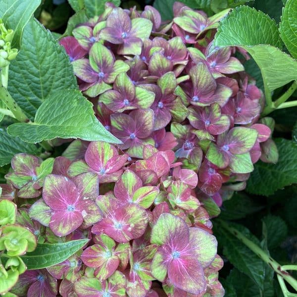 Hydrangea macrophylla CHOCOLATE EVER BELLES 'Hokomachoko' (PBR) (H)