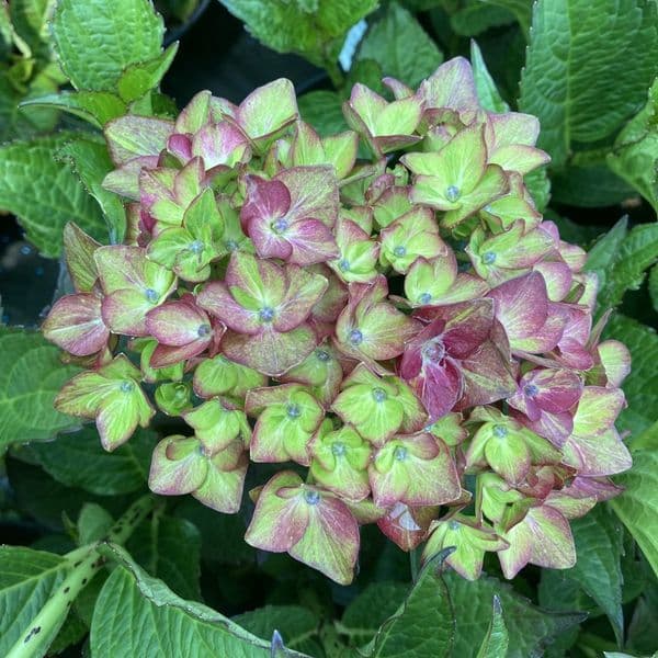 Hydrangea macrophylla CHOCOLATE EVER BELLES 'Hokomachoko' (PBR) (H)
