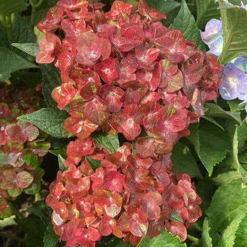Hydrangea macrophylla CHOCOLATE EVER BELLES 'Hokomachoko' (PBR) (H)