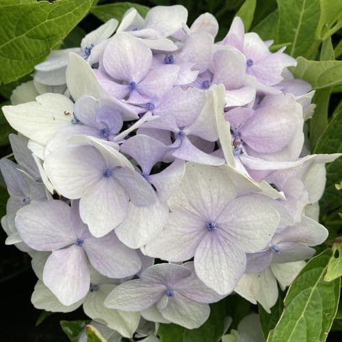 Hydrangea macrophylla Cloudi