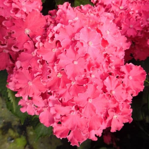 Hydrangea macrophylla Curly Sparkle Hot Pink - Large Specimen Plant