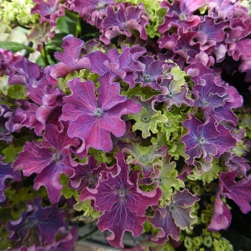 Hydrangea macrophylla Curly Sparkle Purple