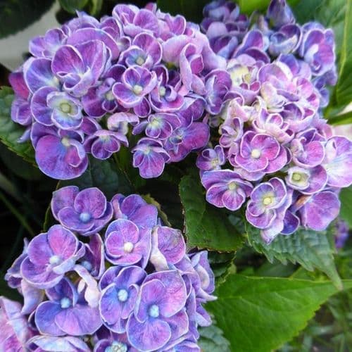 Hydrangea macrophylla Curly Wurly Blue 'H218918'
