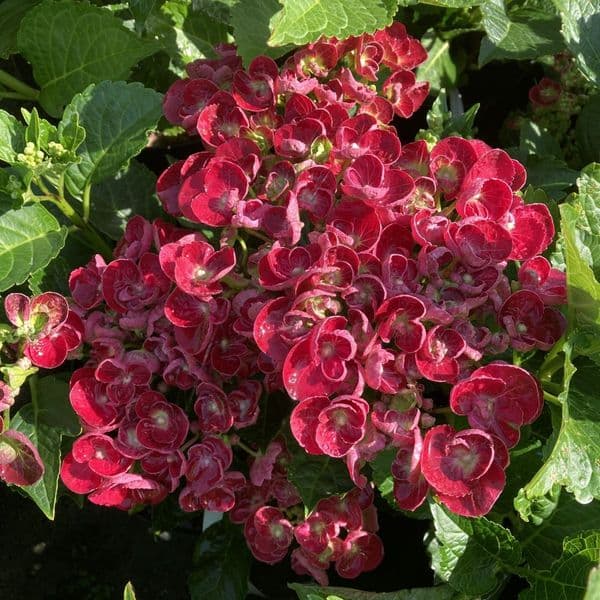 Hydrangea macrophylla Curly Wurly Pink 'H218918'