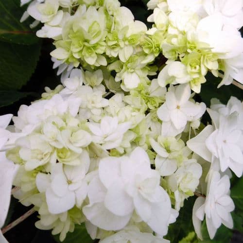 Hydrangea macrophylla Dancing Snow (WEDDING GOWN) (Doppio Bianco) (L) AGM - Large Specimen Plant