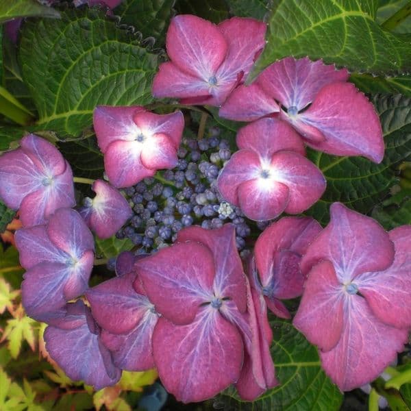 Hydrangea macrophylla Dark Angel Purple (L)
