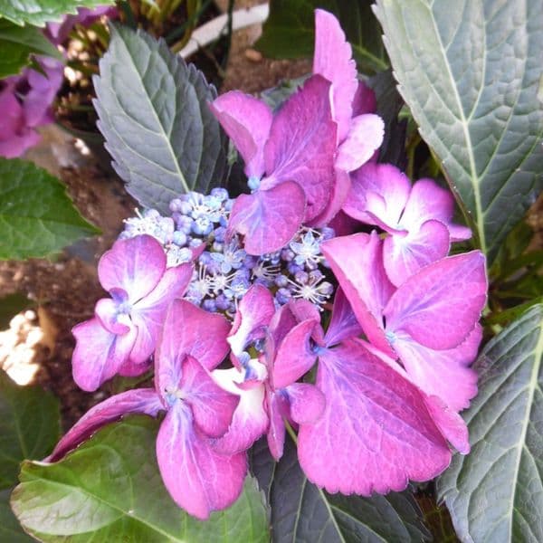 Hydrangea macrophylla Dark Angel Purple (L)