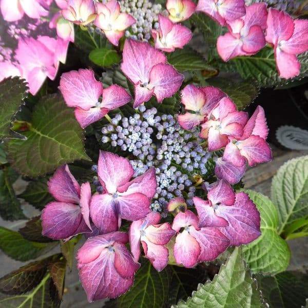 Hydrangea macrophylla Dark Angel Purple (L)
