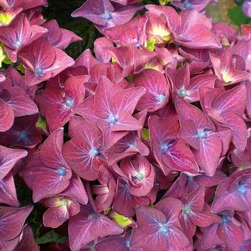 Hydrangea macrophylla Deep Purple