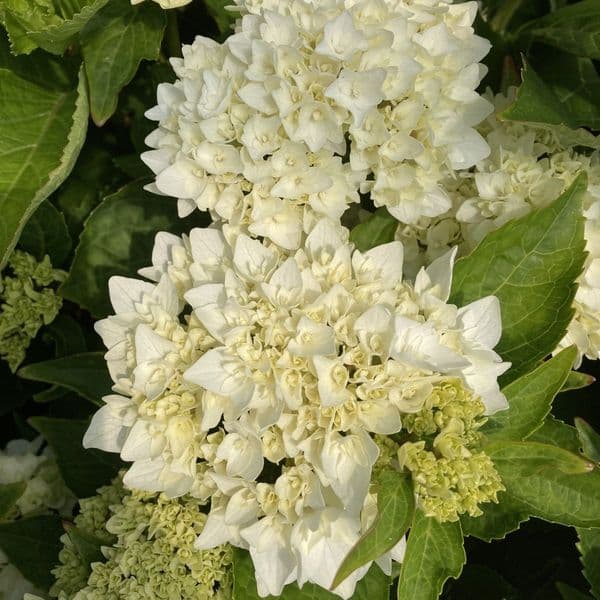Hydrangea macrophylla Doppio Fredo 'HORE9311'
