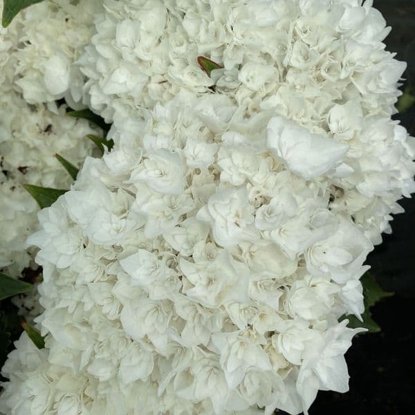 Hydrangea macrophylla Doppio Fredo 'HORE9311'