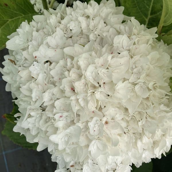 Hydrangea macrophylla Doppio Fredo 'HORE9311'