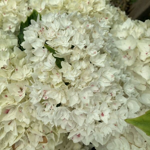 Hydrangea macrophylla Doppio Fredo 'HORE9311'