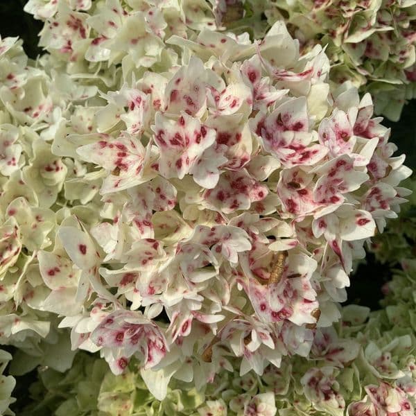 Hydrangea macrophylla Doppio Fredo 'HORE9311'